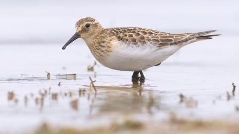 A small bird with light and dark brown feathers and a white belly, stood in shallow water.