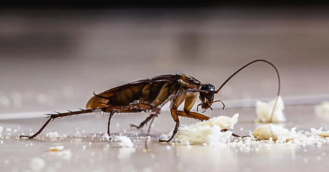 A cockroach hovering over a breadcrumb, with other breadcrumbs on the floor around it.