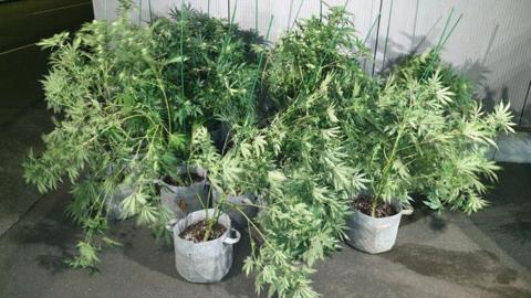 Cannabis plants