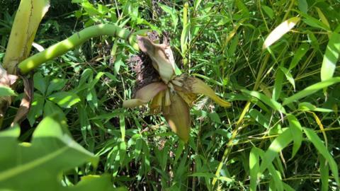 A picture of Dave Iveson's banana plant in his garden in Wrenthorpe, there a leaves around it and a pod and it is flowering.