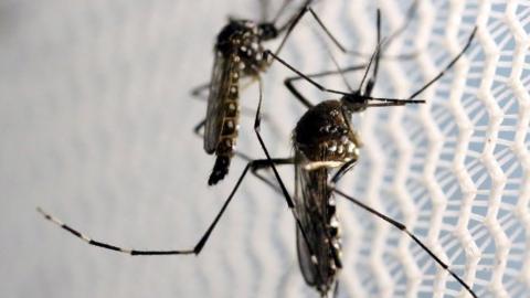 Aedes aegypti mosquitoes are seen inside Oxitec laboratory in Campinas, Brazil, February 2, 2016