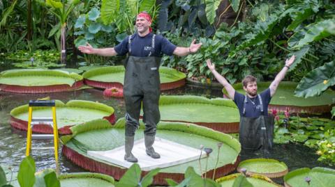 A man standing on a Victoria waterlily 