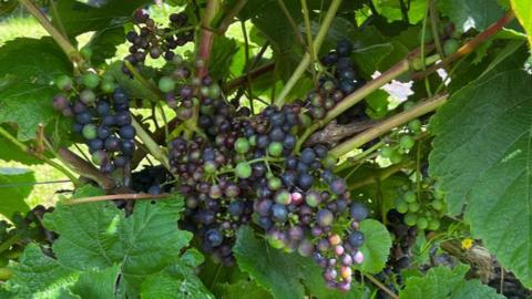 A picture of grapes in a vinery. They are purple and green in colour. They are attached to green leaves 