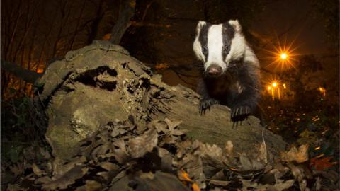 A badger on a tree trunk at night