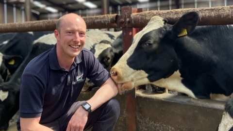 Adam Conn. He is bald, wearing a blue polo shirt and watch. He is crouched down next a cow feeding path with a herd of black and white cows behind it. One cow is licking Adam's arm.