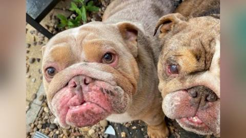 Samson and Delilah the bulldogs