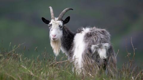 A Cheviot goat on the hills