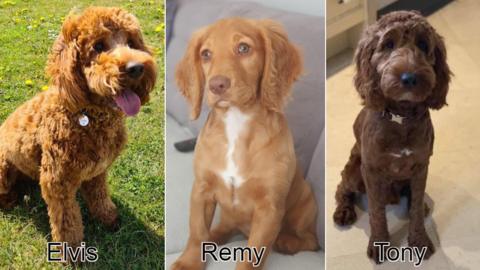 Dogs Elvis, Remy and Tony were stolen from a farm in Spondon, Derbyshire, in August