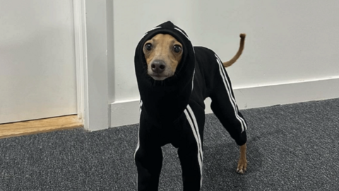 A small Italian greyhound stands in a hallway on grey carpet with white walls and doors in the background. The dog is wearing a hooded suit.