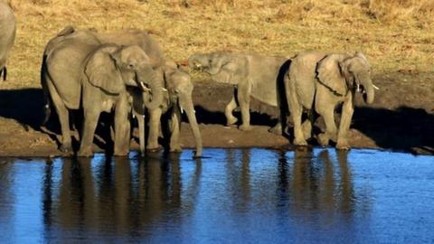 African Savannah elephants at a watering hole