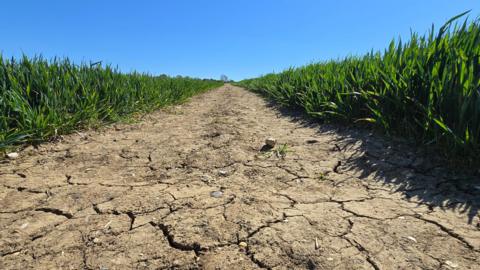 Brown cracked earth path through green field