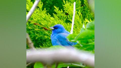 The bright blue Indigo Bunting spotted in a residential garden