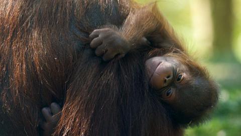 A newborn Bornean orangutan holds on to their mum.