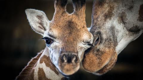 The baby giraffe looks directly at the camera, he has one he squinted shut and his mother's nose can be seen nuzzling into his cheek