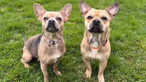 French bull and chihuahua crosses Bonnie and Clyde. The two small dogs have have light tan fur and are dark around the muzzle. They are stood on grass and are looking toward the camera. 