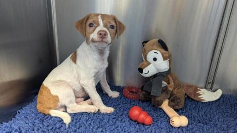 One of the puppies with a fox toy