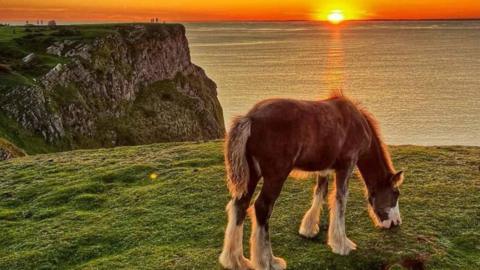 Horse on Rhossili cliffs at sunset