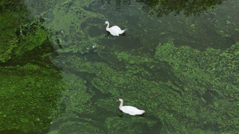 A birds-eyes view of two white swans gliding across green, swampy water.