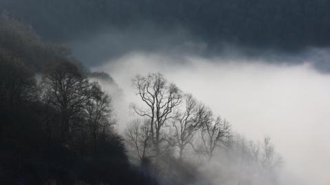An abstract photograph of a very dark sky, with misty white clouds smothering a canopy of trees. The branches are sparse and black in the low light. The trees fade into an indistinguishable mass.
