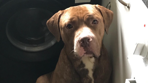 A brown-coloured American bulldog type dog sitting in front of a washing machine