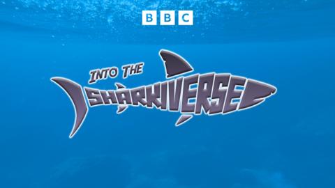Into the Sharkiverse