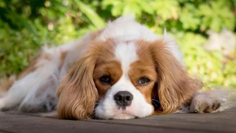 A brown and white Cavalier King Charles Spaniel is lying on a run with its chin on the ground looking at the camera