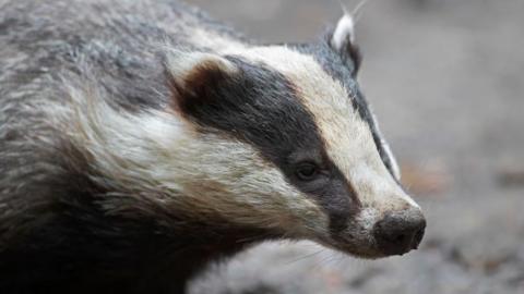 A close up of the face and neck of a European badger, which is grey with a white and black striped face.