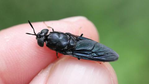 A black solider fly being held on the fingers of a hand