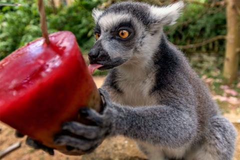 Ring-tailed lemurs