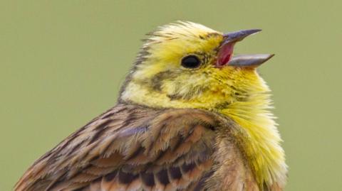 A Yellowhammer bird is singing while stood on a fence post. The background is an out-of-focus green blur.