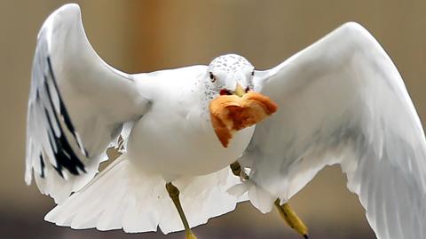 A seagull absconding with a grilled cheese sandwich