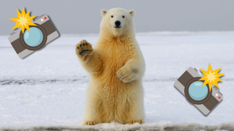 a polar bear waving at the camera with two illustrations of cameras with flashes next to it