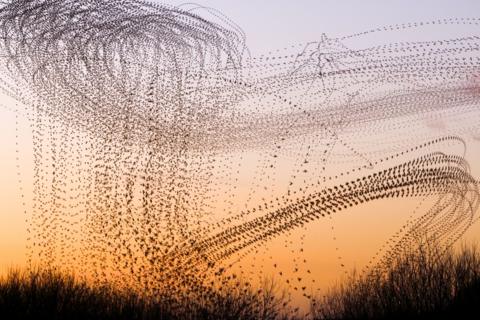 Stunning starling murmurations with an orange background