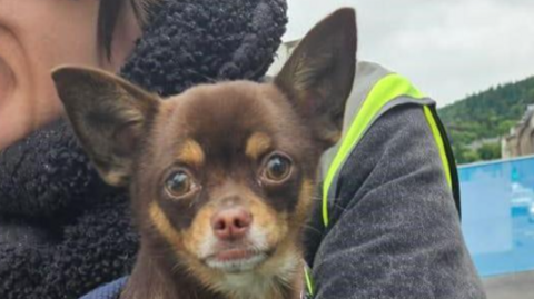 a small dog with brown fur and pointed ears