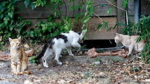 Three think-looking cats - one ginger tabby, looking at the camera, a black and white cat, and a light ginger cat - photographed in an overgrown outside area near a wooden shed. There is litter on the ground.