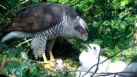 Goshawk