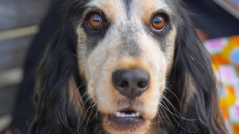 A wide-eyed dog with big floppy ears looks into the camera. Its face is light brown and its ears are dark brown.