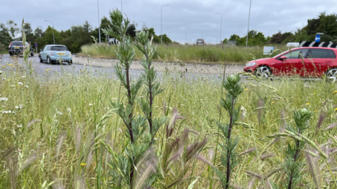 Verges on roundabout at Costessey, Norfolk