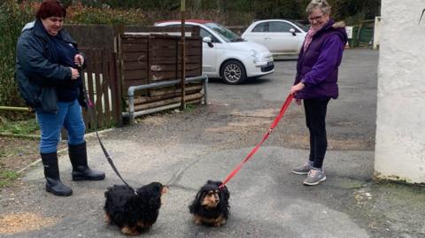 Two people walking two dogs