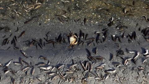 Dead fish appear on the beaches of La Manga del Mar Menor, Murcia