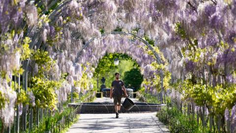 Horticulturalist Liam Anderson walks under the blossoming wisteria along Wisteria Walk at RHS Wisley in Woking