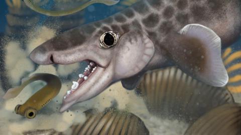 an illustration of a small shark with wonky teeth and a small round fin preys on a smaller fish