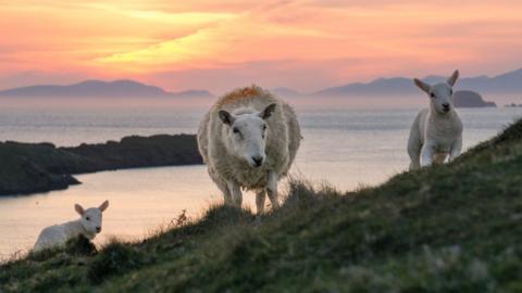 Ewe and lambs