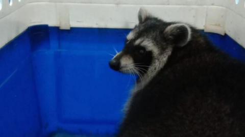 A raccoon in a blue pet carrier