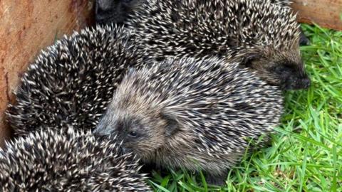 Baby hedgehogs snuggled in a garden.