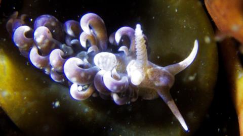 A purple sea slug with several flat, curled outgrowths on its body.