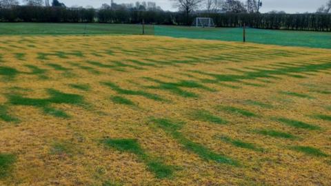A grassy area with large patches of yellowed grass with patchy dark green bits interspersed. The area is fenced off with green netting.