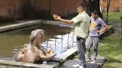 In this frame grab from video taken on March 10, 2014 and released by El Salvador"s Canal 9, a hippopotamus named Gustavito is fed at the San Salvador Zoo in El Salvador. Zoo director Vladan