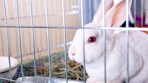 White rabbit looking out of cage