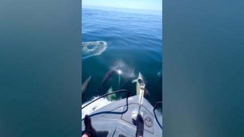 A boat in the sea with dolphins